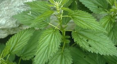 biljni dekocije za liječenje proširenih vena