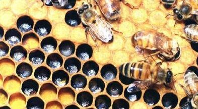 liječenje proširenih vena pčelinjim proizvodima