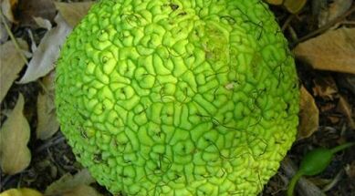 recepti za infuzije za liječenje proširenih vena